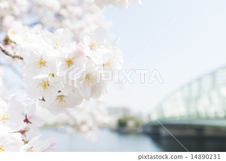 櫻花 櫻花 14890231