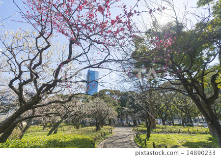 公園裡有梅花 公園裡有梅花 14890233