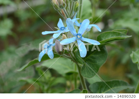 Blue Star 14890320