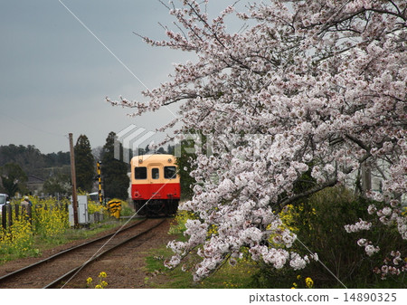 櫻花和本地線 14890325
