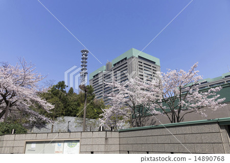 Cherry blossoms in full bloom Ministry of Defense Ministry 14890768