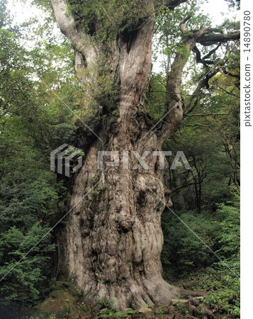 Jomon cedar 14890780