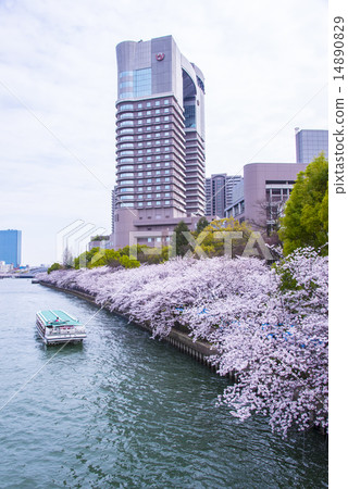 沿著Ookawa盛開的櫻花 14890829