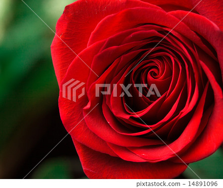 Soft natural light falling onto a velvet blood-red Valentine rose 14891096