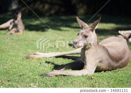 Kangaroo Kangaroo 14891131