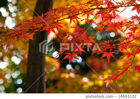 Autumn leaves Autumn leaves 14891132