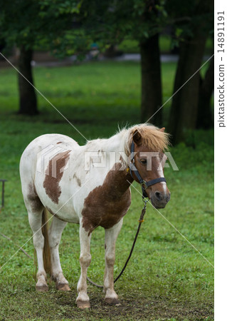 Horse portrait 14891191