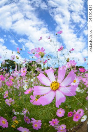 Cosmos field @ Hasefune of Sasebo City, Nagasaki prefecture 14891482