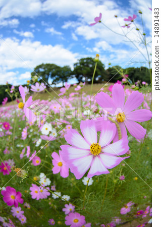 Cosmos field @ Hasefune of Sasebo City, Nagasaki prefecture Cosmos field @ Hasefune of Sasebo City, Nagasaki prefecture 14891483