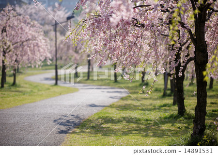 在Ogaku的Hara Hara公園盛開的Shinagarezakura 在Ogaku的Hara Hara公園盛開的Shinagarezakura 14891531
