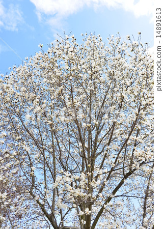 Spirit of full bloom Spirit of full bloom 14891613