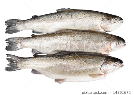 fresh trout on white background 14891673