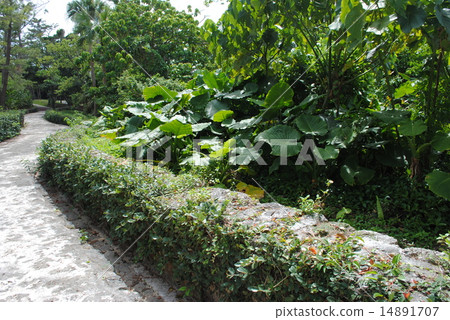 Plant of Okinawa, Kwaizimo Plant of Okinawa, Kwaizimo 14891707