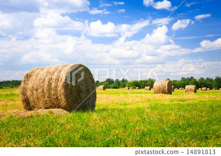 landscape with harvested bales 14891813