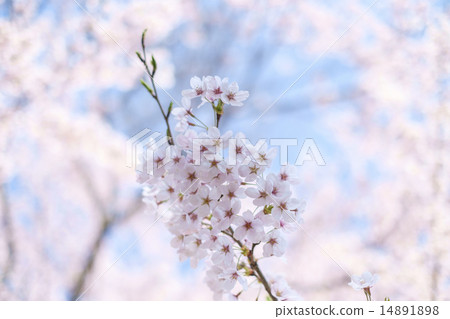 櫻花的櫻花特寫 14891898