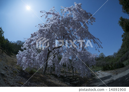 Weeping cherry blossoms of the moonlit night 14891908