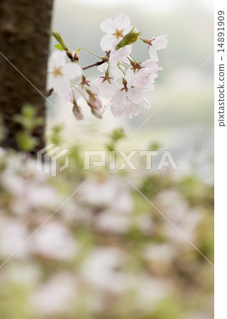 Cherry-blossom rainy morning vertical 14891909