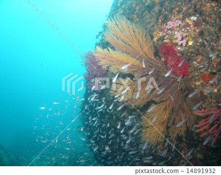 生長在伊豆·島島的根部的一組Umiwa蠟和骨骼小魚 生長在伊豆·島島的根部的一組Umiwa蠟和骨骼小魚 14891932