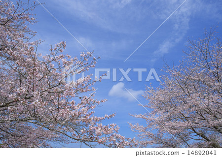 櫻花佐倉藍天 14892041