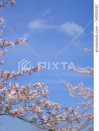 櫻花佐倉藍天 14892042