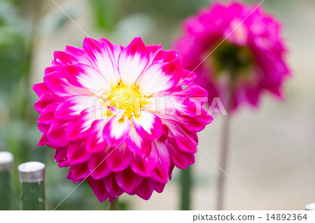 Dahlias variety (Kazusa Hu Spring) Dahlias variety (Kazusa Hu Spring) 14892364