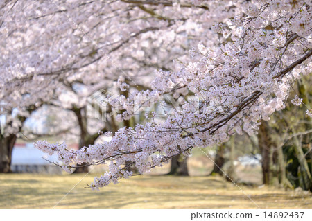 Cherry blossoms Sakura cherry blossoms 14892437