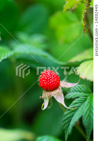 Rhinoceros-Rubus hirsutus 14892449