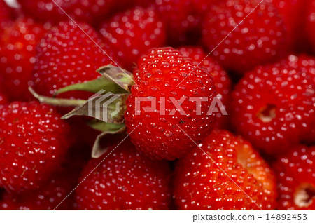 Rhinoceros-Rubus hirsutus 14892453