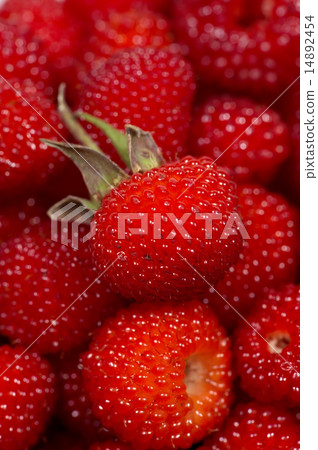 Rhinoceros-Rubus hirsutus 14892454