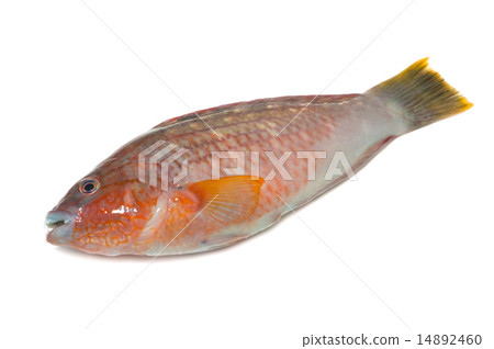 Hoshino Sasano Havela - Pseudolabrus sieboldii 14892460