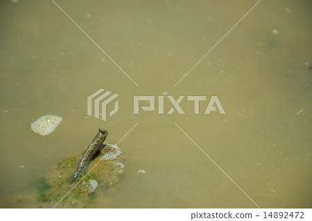 Minami Tobihaze - Periophthalmus argentilineatus 14892472