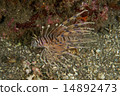 Hanamino nashago - Pterois volitans Hanamino nashago - Pterois volitans 14892473