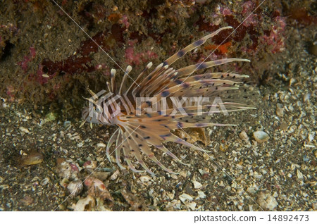 Hanamino nashago - Pterois volitans 14892473
