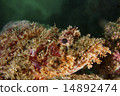 Onikasago - Scorpaenopsis cirrhosa Onikasago - Scorpaenopsis cirrhosa 14892474