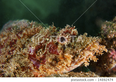 Onikasago - Scorpaenopsis cirrhosa Onikasago - Scorpaenopsis cirrhosa 14892474