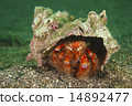 Ishidami hermit crab - Domanus crassimanus Ishidami hermit crab - Domanus crassimanus 14892477