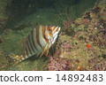 Takanohadai - Goniistius zonatus Takanohadai - Goniistius zonatus 14892483