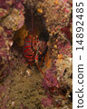 Lobster - Panulirus japonicus Lobster - Panulirus japonicus 14892485