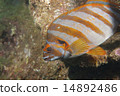 Takanohadai - Goniistius zonatus Takanohadai - Goniistius zonatus 14892486