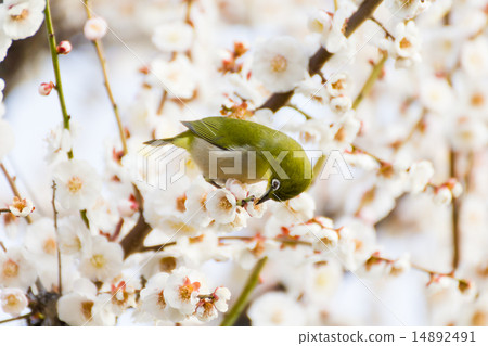 吃飯時喝的飯 14892491