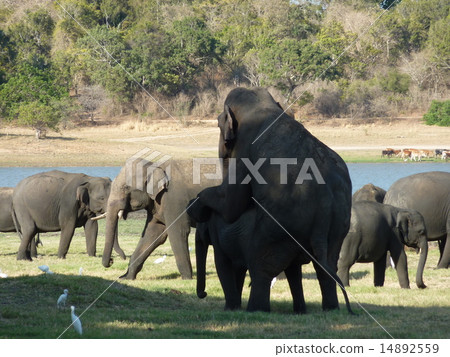 A couple of Sri Lankan elephants 14892559