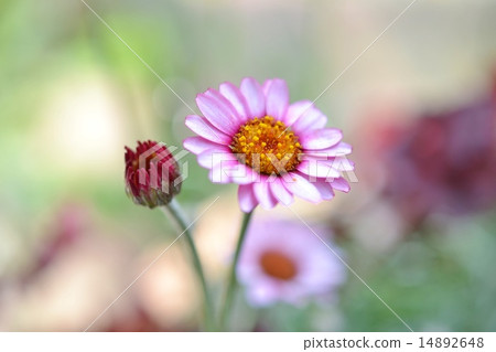 Chrisanmaem Mawai Chrisanmaem Mawai 14892648