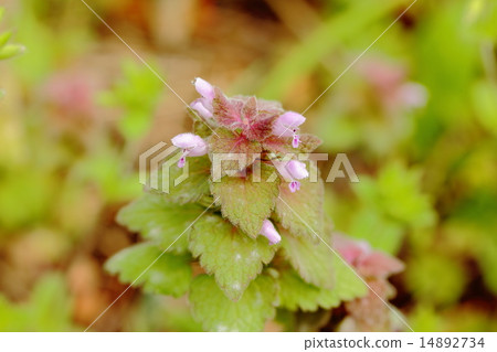 Himeodoricosoum 14892734