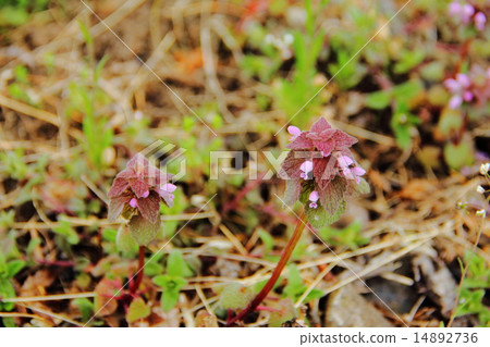 野草 野草 14892736