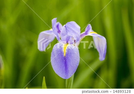 好Laresa 好Laresa 14893128