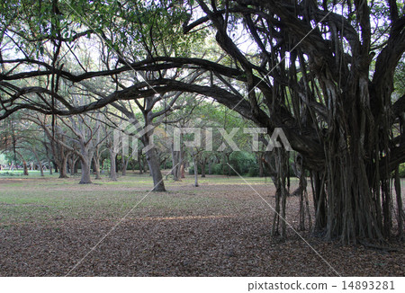 Nature Park Trees Nature Park Trees 14893281
