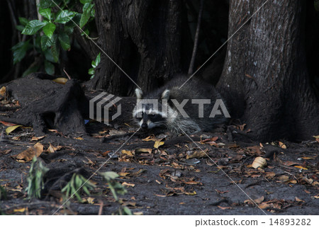 Raccoon Raccoon 14893282