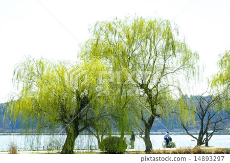 垂柳楊柳 14893297
