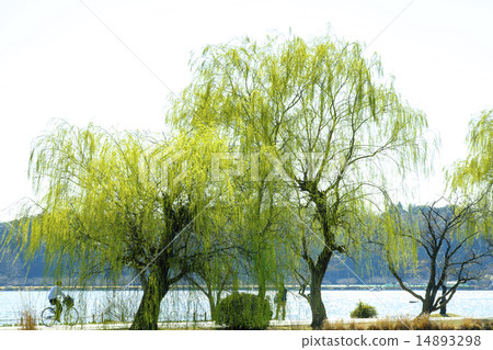 垂柳楊柳 14893298