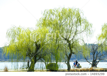Weeping willow willow 14893299